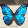 spphire_blue